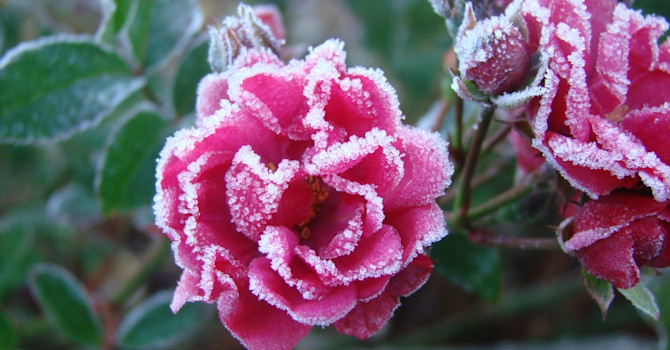 Buskrosorna blommar och får vacker silverkant av frosten!
Foto: Katarina Kihlberg