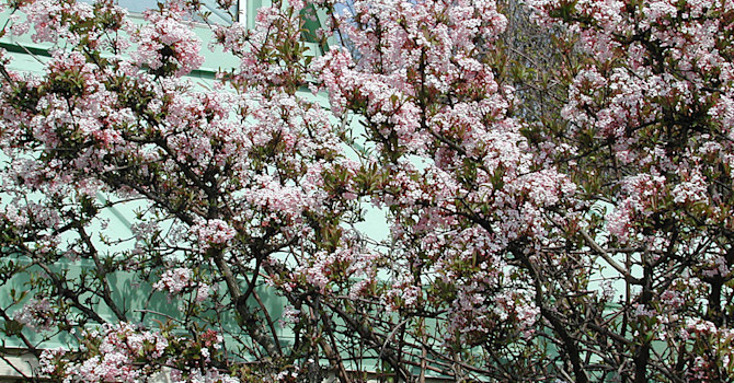 Hybridkejsarolvon, _Viburnum x bodnantense_, 'Dawn' i april.
Foto: Sylvia Svensson