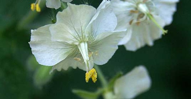 _Geranium phaeum_, 'Album', vitblommande namnsort av brunnäva. Foto: Sylvia Svensson