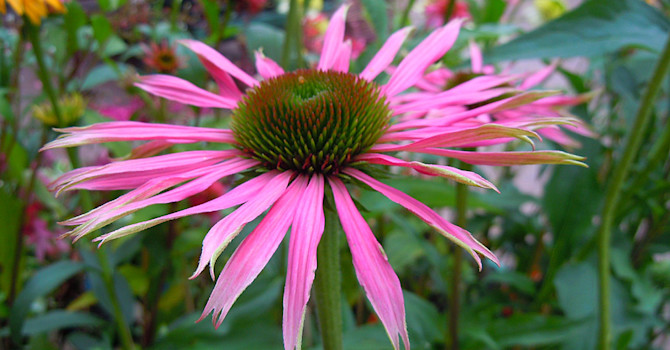 _Echinacea purpurea_ 'Maxima'.
Foto: Sylvia Svensson