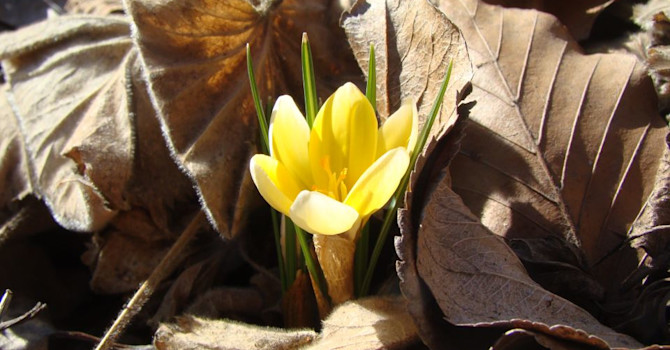 En krokus har skakat av sig lövtäcket och sprider en enorm glädje i sin litenhet. Ta det lugnt i trädgården och låt naturen få vakna i lugn och ro. Foto: Katarina Kihlberg