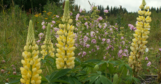 "I utkanten där trädgården möter skogen har vi gul lupin och lila malva.", berättar Jessica om sin fina trädgård i zon 7-8.