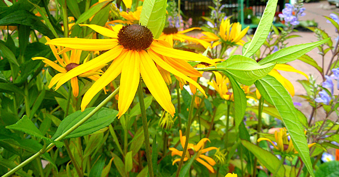 Strålrudbeckia, Rudbeckia 'Goldsturm'.Foto: Sylvia Svensson