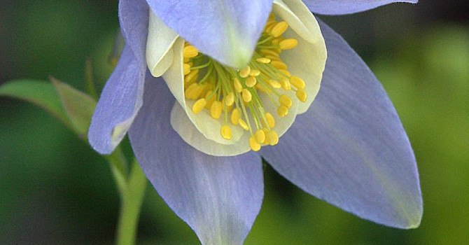 _Aquilegia pyrenaica ssp. discolor_, dvärgakleja. Foto: Sylvia Svensson
