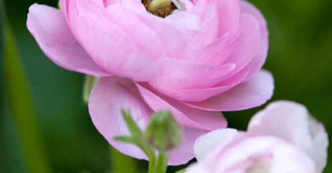 Rosa ranunkel!