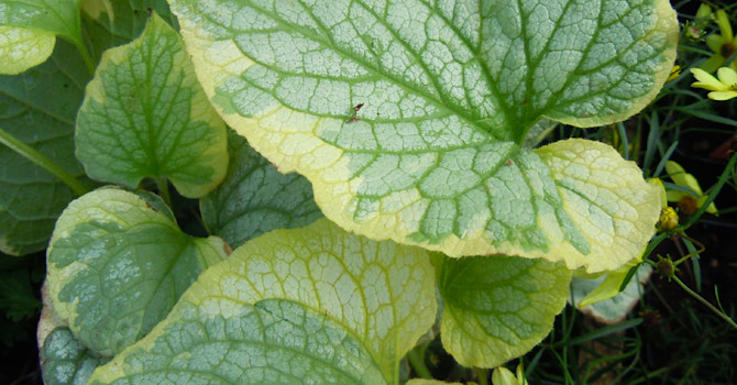 Kaukasisk förgätmigej, _Brunnera macrophylla_ 'Hadspen Cream'.Foto: Sylvia Svensson