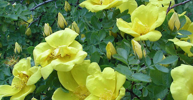 Buskros _Rosa foetida_, turkisk gulros.Foto: Sylvia Svensson