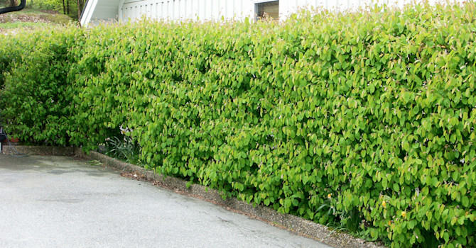 Klippt häggmispelhäck, _Amelanchier spicata_. Foto: Sylvia Svensson