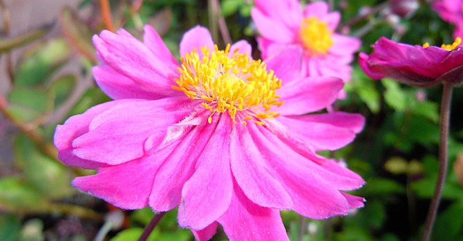 _Anemone hybrida_ 'Pamina'.
Foto: Sylvia Svensson