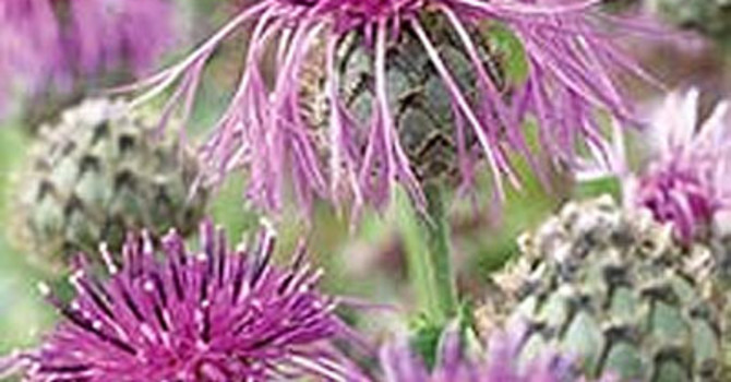 Väddklint, _'Greater Knapweed'_
Foto: Mr Fothergill's
