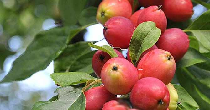 Vackert pelaräppelträd, _Malus_, 'Polka' passar fint i en liten trädgård. Foto: Sylvia Svensson