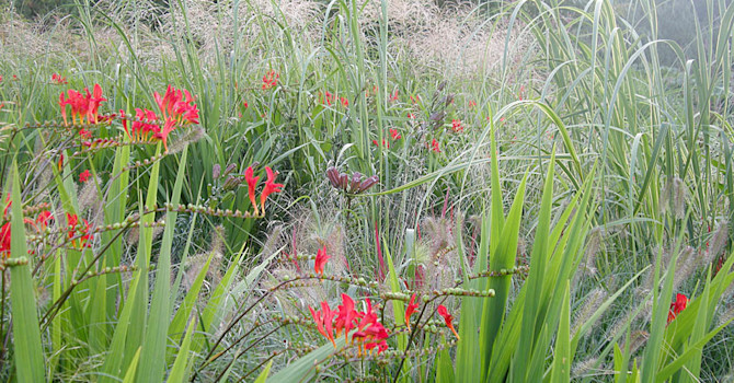 Montbretia med gräs. Kungsliljornas mörka frökapslar är också vackra.Foto: Bernt Svensson