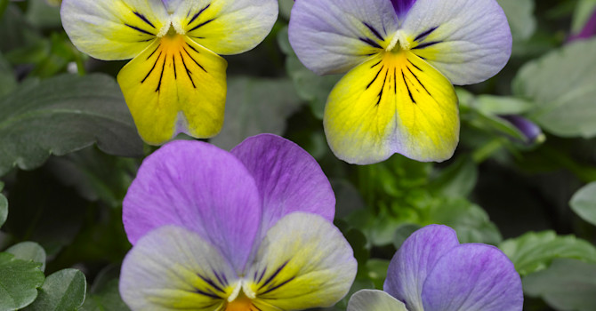 Pensé, _Viola_ (Tricolor-Gruppen), ’Deltini Blue with Purple wing’.
Foto: Blomsterfrämjandet/Syngenta