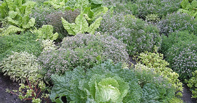 Potager med kryddväxter och kål. Foto: Sylvia Svensson