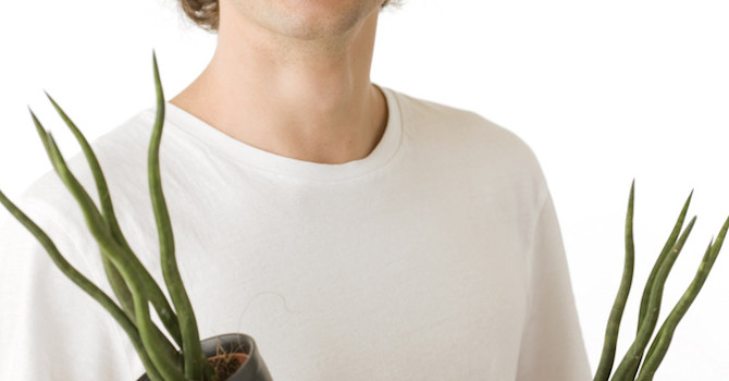 Pinnlilja, _Sansevieria cylindrica_.
Foto: Floradania