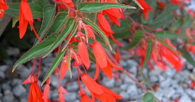 Mycket odlingsvärda _Begonia boliviensis_, 'Bonfire' som blommar hela sommaren och en bit in på hösten. Foto Blomsterfrämjandet, Bengt-Åke Henningsson.