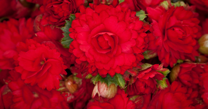 Maffig närbild på begonian 'Grace' blommor.
Foto: Koppe