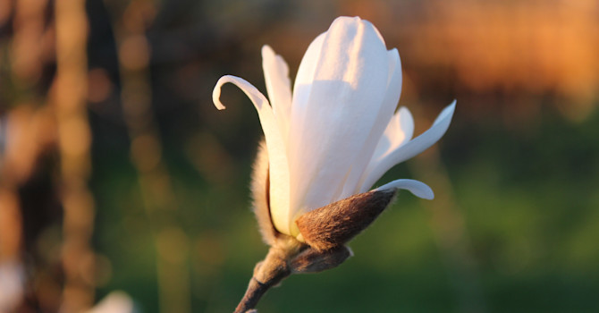 Magnolia // Foto: Anna Theorin