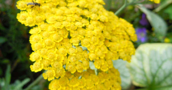 Gyllenröllika, _Achillea_ 'Moonshine'.Foto: Sylvia Svensson