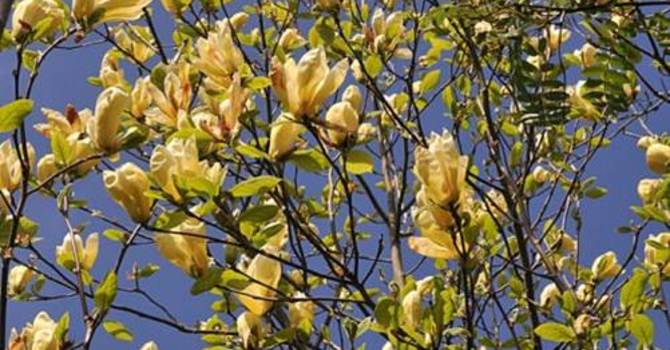 _M. x acuminata_ 'Yellow Bird'.