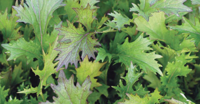 Mizuna 'Purple'.