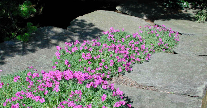 Aubretia är en fin vårblommande stenpartiväxt. Men vad finns det som blommar lite senare på sommaren?