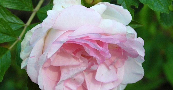 'Ritausma'.
Foto: Helena Verghese Borg, Rosens Dag