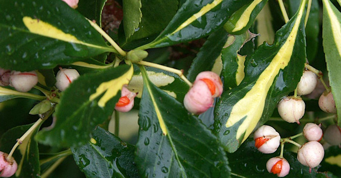 Klätterbenved, _Euonymus fortunei_, 'Blondy'. Foto: Sylvia Svensson