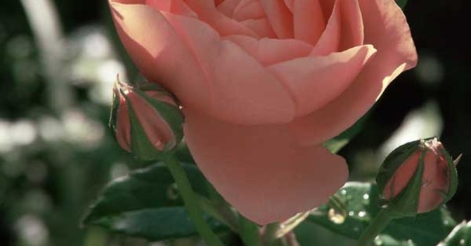 Rabattros, _Rosa_ 'Leander'.Foto: Sylvia Svensson
