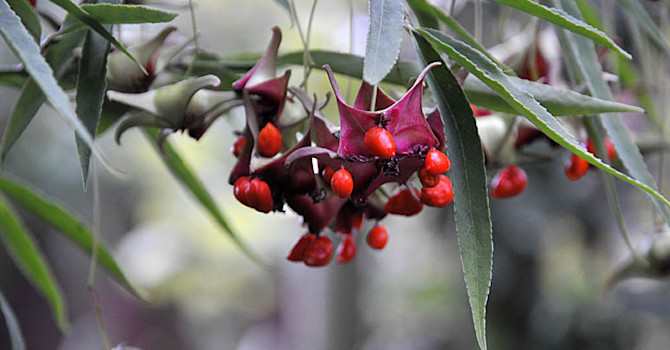 **Kasperbenved**, _Euyonumus quinquecornutus_.
Foto: Sylvia Svensson