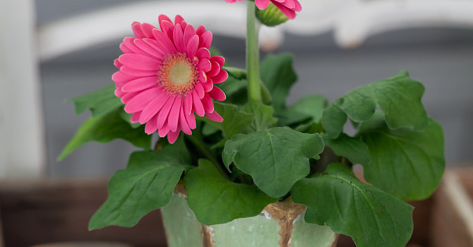 Gerbera, _Gerbera x cantabrigiensis_, är en elegant färgklick.
Foto: Blomsterfrämjandet/Minna Mercke Schmidt