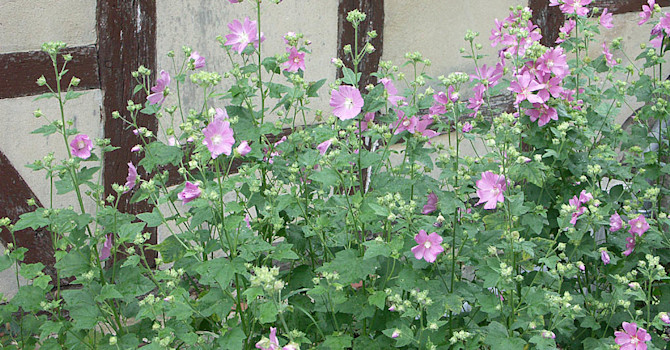 Rosenmalva, _Malvi alcea_.
Foto: Bernt Svensson