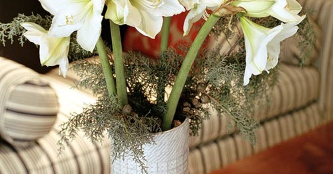 Amaryllis, _Hippeastrum_. Foto: Anna Skoog.