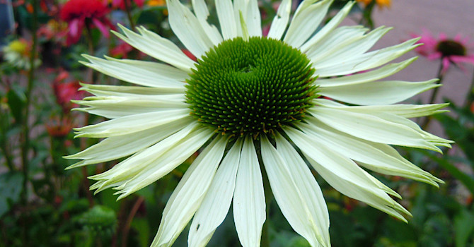 _Echinacea purpurea_ 'Virgin'.
Foto: Sylvia Svensson