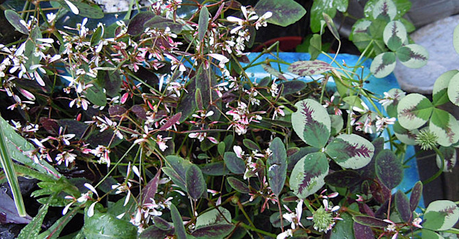 Mörkbladig Euphorbia 'Breathless Blush' med Trifolia 'Dragon's Blood'
Foto + arr: Sylvia Svensson