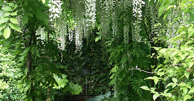 Vitt blåregn, _Wisteria sinensis_, 'Alba' är oerhört vackert, inte minst när månen lyser på det. Foto: Sylvia Svensson