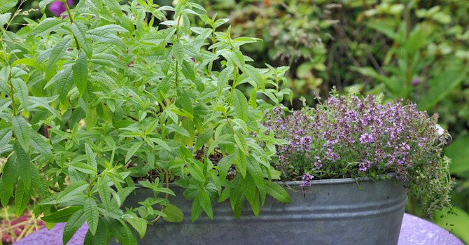 Citronverbena + citrontimjan. Foto: Bernt Svensson