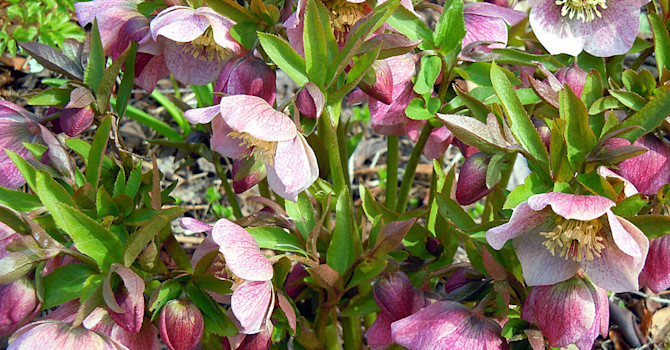 Julrosor, _Helleborus orientalis_-hybrider.Foto: Sylvia Svensson