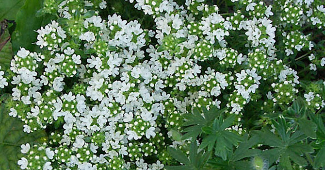 Vit backtimjan, _Thymus serpyllum_ 'Albus'. Foto: Sylvia Svensson
