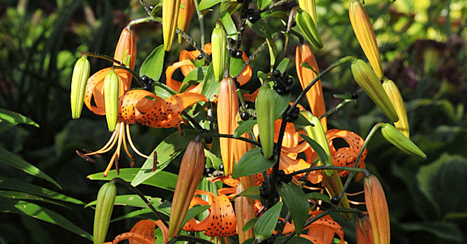 Gammaldags tigerlilja, _Lilium lancifolium_.
Foto: Bernt Svensson