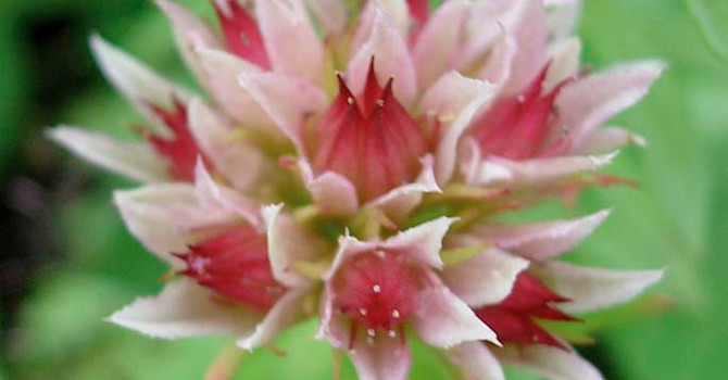 **6. Rosenrot**, _Rhodiola rosea_