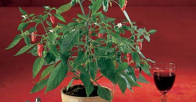 Chilipeppar, _Capsicum annuum_ 'Apache'.