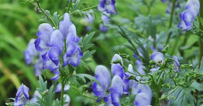 _Aconitum x bicolor_, trädgårdsstormhatt.
Foto: Bernt Svensson