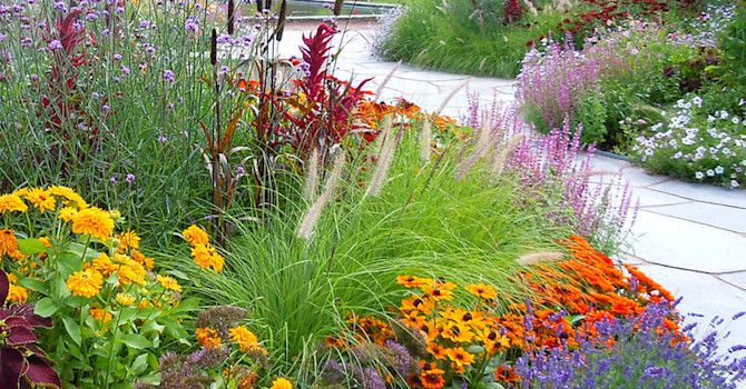 _Pennisetum alopecuroides_ 'Hameln' och kolvhirs, _Pennisetum glaucum_ 'Jester' i Göteborgs botans sommarrabatt. Foto: Bernt Svensson