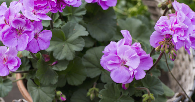 Blomsterfrämjandet/Annika Christensen