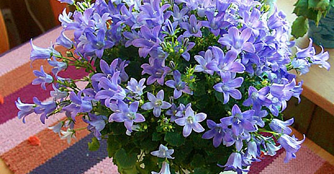 _Campanula portenschlagiana_ 'Get Me'.
Foto: Sylvia Svensson