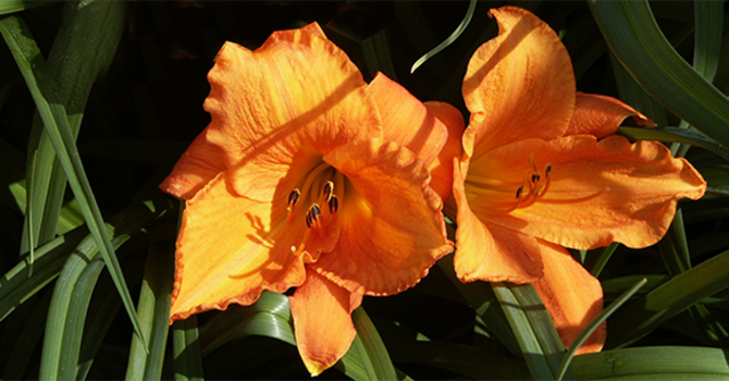 _Hemerocallis_ 'Mauna Loa'.
Foto: Perenngruppen, Marie Andersson