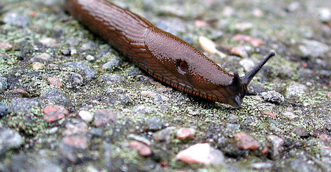 Brun skogssnigel, _Arion fuscus_, får ofta sätta livet till.
Foto: Sylvia Svensson