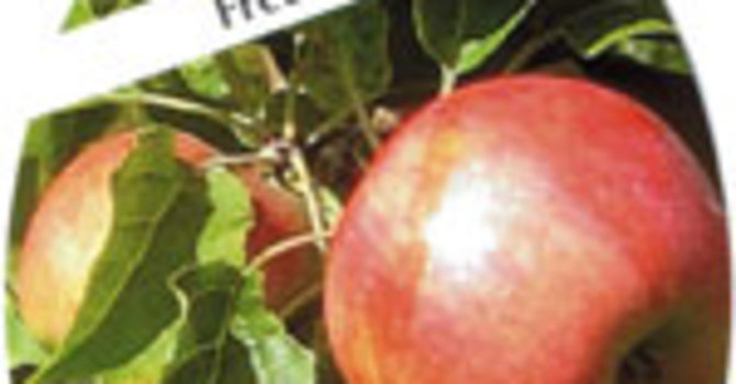 Äpple 'Fredrik' E.