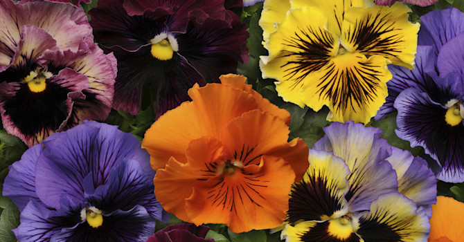 Pensé, _Viola x wittrockiana_, 'Frizzle Sizzle'. Foto: Blomsterfrämjandet/Hörnhems
